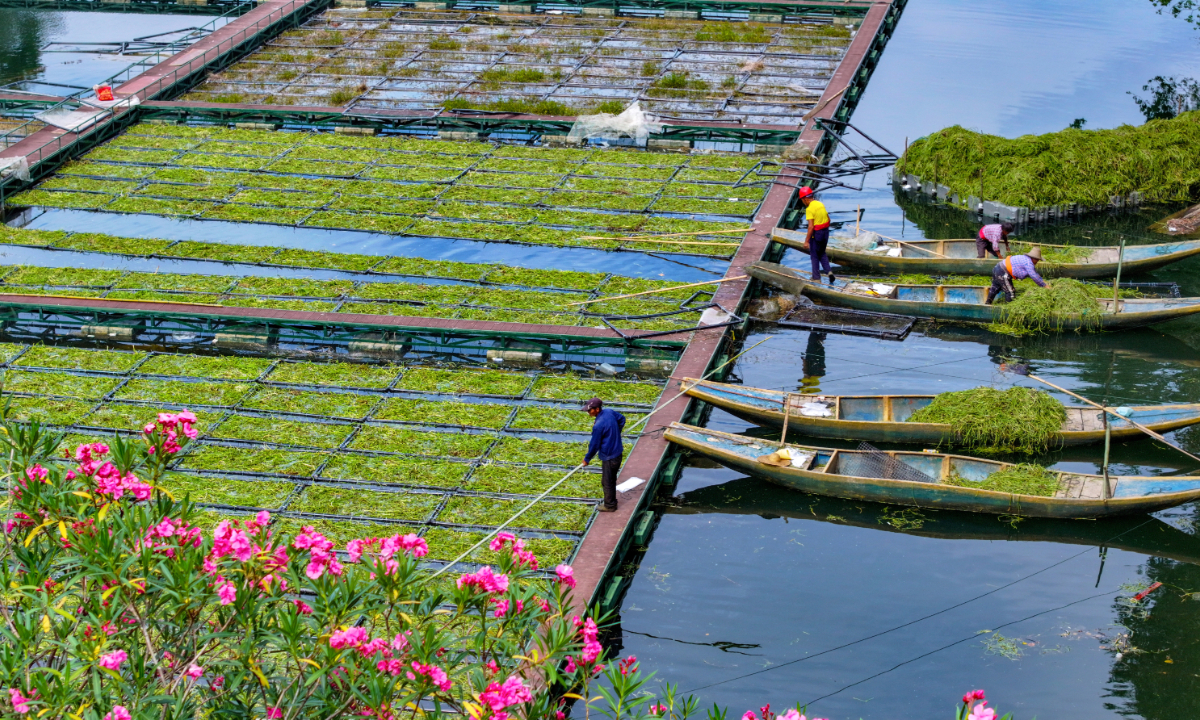 Workers plant winter-growing water celery on ecological floating islands on Qiandao Lake in Chun'an county, East China's Zhejiang Province, on September 17, 2026. The county deploys such floating islands in key waters to purify the lake through plant absorption, microbial degradation and sedimentation, while also providing habitats for birds and fish. Photo: VCG. 