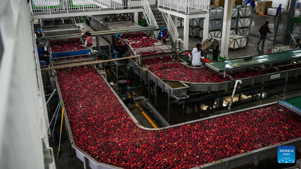 Workers sort apples at a fruit company in the Yi-Hui-Miao Autonomous County of Weining, Bijie, southwest China's Guizhou Province, Sept. 5, 2026. Early-ripening apples in the Yi-Hui-Miao Autonomous County of Weining are gradually entering the harvest season. The county has 150,000 mu (about 10,000 hectares) of apple trees bearing fruit, with more than ten apple varieties. The county's apple industry has generated a comprehensive output value of 1.2 billion yuan (about 178.81 million U.S. dollars), boosting the incomes of nearly 100,000 rural households. (Xinhua/Tao Liang)