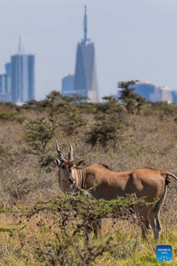 A common eland is pictured at the Nairobi National Park with city buildings in the distance in Nairobi, capital of Kenya, Aug. 11, 2026. (Xinhua/Xie Jianfei)