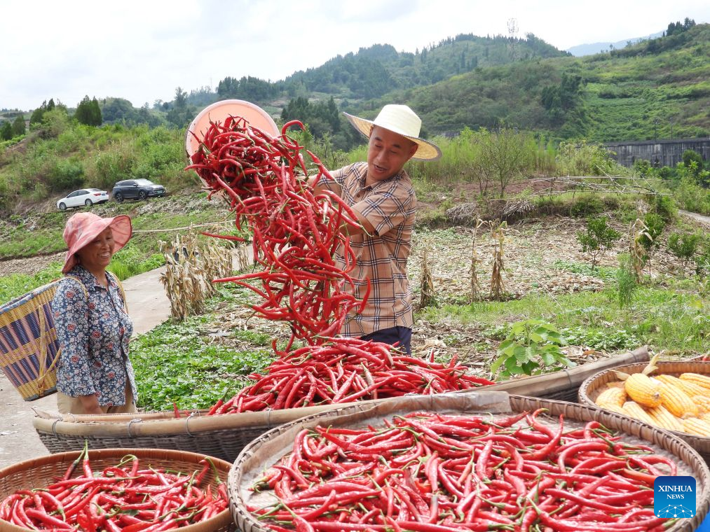 Farmers make freshly-harvested chilies sun-dried at Xinmin Village in Dazhou City, southwest China's Sichuan Province, on Aug. 7, 2026. (Photo by Deng Liangkui/Xinhua)