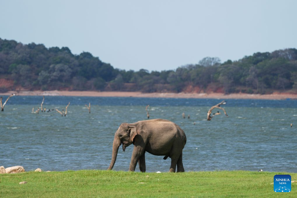 A wild Asian elephant is seen at Kaudulla National Park in Kaudulla, Sri Lanka, July 29, 2026. Hundreds of Asian elephants gather at the national park during the annual dry season, creating one of Sri Lanka's most remarkable wildlife spectacles. (Photo by Thilina Kaluthotage/Xinhua)