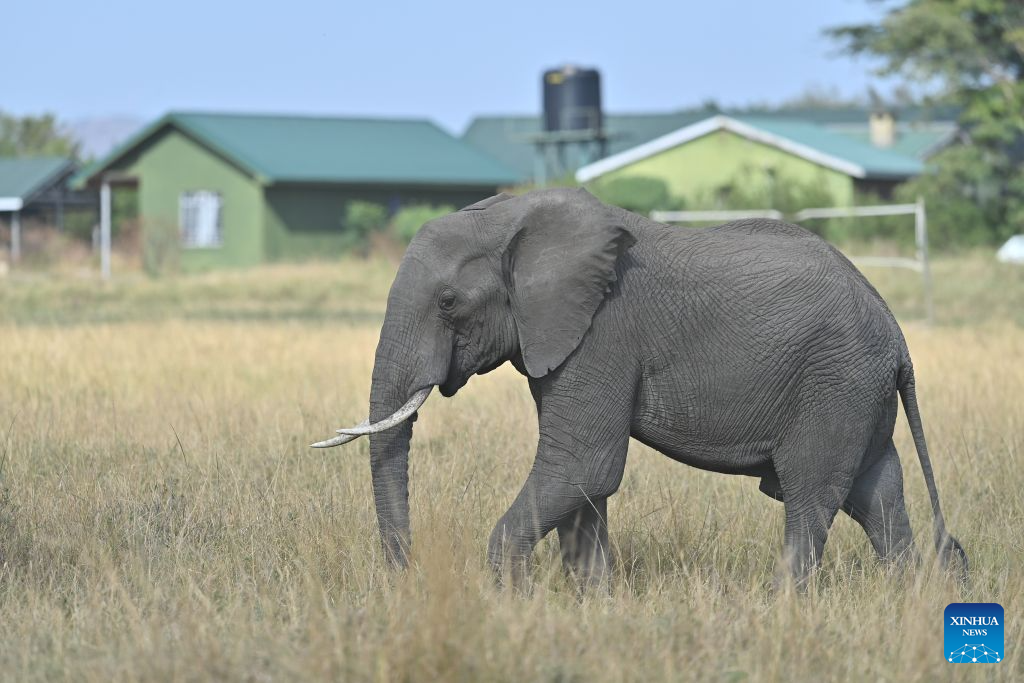 An elephant is seen in the Maasai Mara National Reserve in Narok, Kenya, Aug. 13, 2026. Home to extensive savanna landscapes, abundant wildlife and spectacular natural scenery, Kenya ranks among Africa's major tourism destinations. (Xinhua/Liu Qiong)