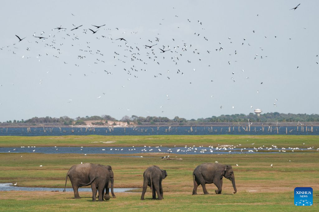 Wild Asian elephants are seen at Kaudulla National Park in Kaudulla, Sri Lanka, July 29, 2026. Hundreds of Asian elephants gather at the national park during the annual dry season, creating one of Sri Lanka's most remarkable wildlife spectacles. (Photo by Thilina Kaluthotage/Xinhua)