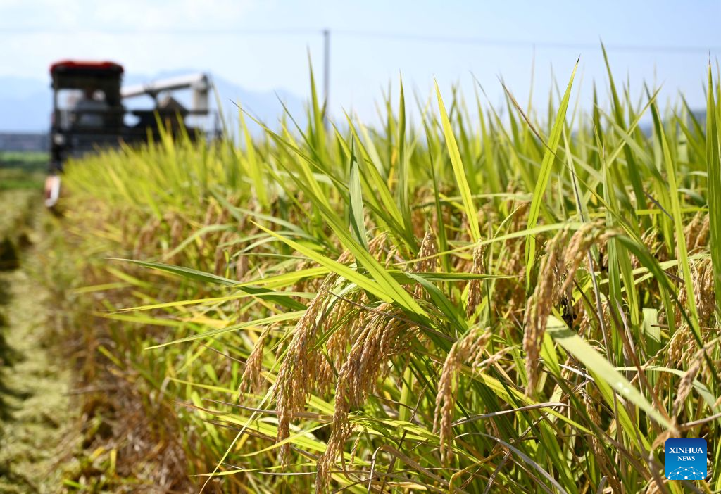 A farmer drives a harvester to harvest paddy rice at an agricultural industrial park in Wuyi County of Jinhua City, east China's Zhejiang Province, Oct. 8, 2026. Autumn crops, the mainstay of China's annual grain production, are now being harvested. According to the Ministry of Agriculture and Rural Affairs, China is on track for a bumper grain harvest in 2026, thanks to steady progress in agricultural and rural modernization. (Photo by Zhang Jiancheng/Xinhua)