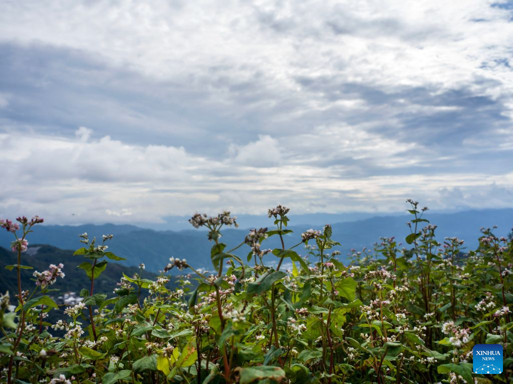Buckwheat flowers are seen in Zhonghe Village of Lincang City, southwest China's Yunnan Province, July 24, 2026. Seizing the opportunity of rural revitalization, Zhonghe Village of Lincang City has dedicated itself to fostering the buckwheat industry in recent years. Supported by a team from Sun Yat-sen University and a local planting and breeding cooperative, a buckwheat planting project has been running smoothly in the village. The project has promoted the in-depth integrated development of agriculture, culture and tourism, which has helped the village explore a characteristic development path for rural revitalization. (Photo by Lan Hongguang/Xinhua)