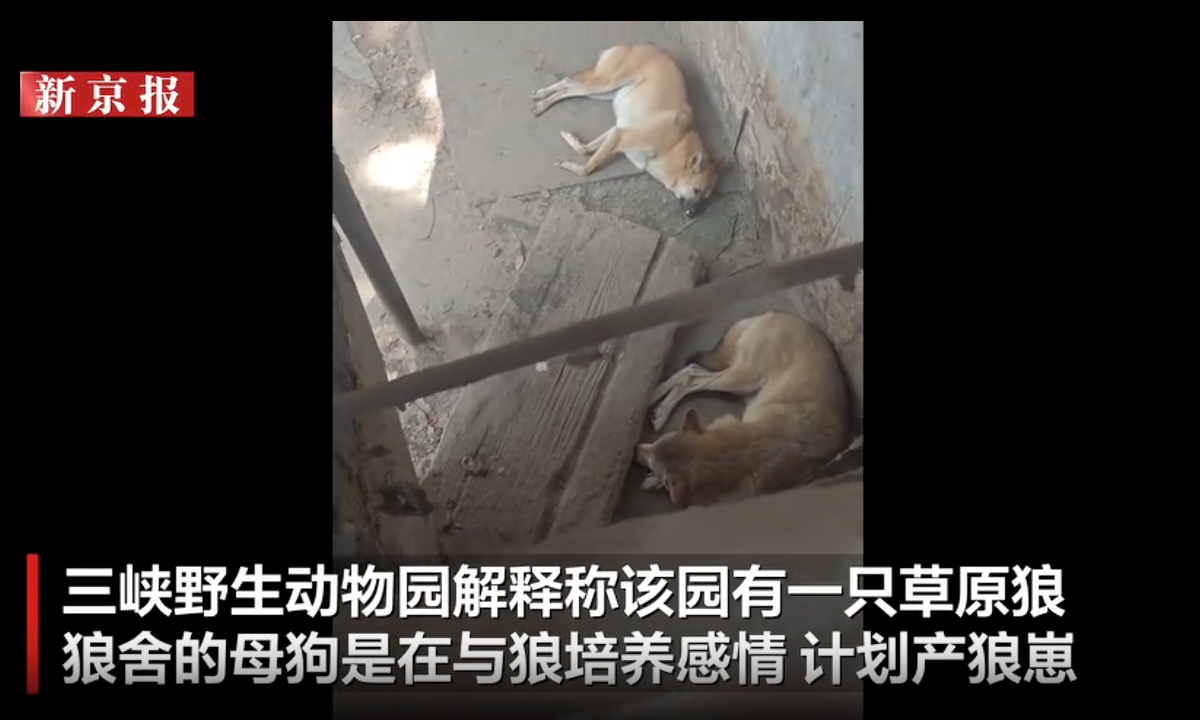 Photo: Screenshot from Sina Weibo