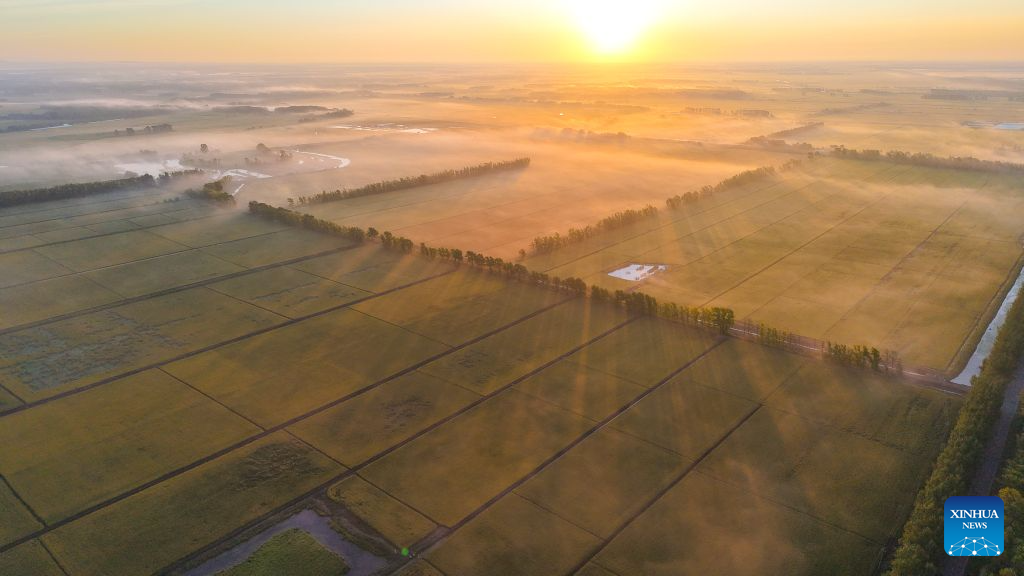 An aerial drone photo taken on Sept. 7, 2026 shows a view of a paddy field shrouded by morning fog at a farm under the Beidahuang Group in northeast China's Heilongjiang Province. Farmers are busy with farm work around White Dew (Bailu), one of the 24 solar terms meaning dew curdles and the start to get cold. (Photo by Huang Yongxing/Xinhua)