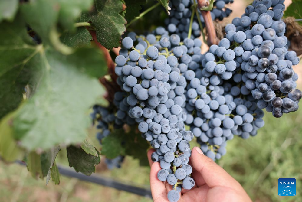 A staff member tends wine grapes at a vineyard of Xige Estate in Qingtongxia, northwest China's Ningxia Hui Autonomous Region, Sept. 23, 2026. With its dry climate and abundant sunshine, Ningxia, particularly the vast area at the eastern foot of Helan Mountain, is widely considered a golden zone for viticulture and premium wine production.

As of 2025, the region's wine grape planting and development area has reached more than 600,000 mu (40,000 hectares). It is home to 261 wine enterprises, including 130 wineries, and its annual wine bottling volume stands at 140 million bottles, which are sold to more than 40 countries and regions.

In recent years, Ningxia's wine industry has built an industrial chain spanning planting, processing, cultural tourism, and sales. It receives more than 3.7 million tourist visits annually, generates over 50 billion yuan (about 7.455 billion U.S. dollars) in comprehensive benefits and creates jobs for local residents, injecting vitality into local economic development. (Xinhua/Liu Yun)