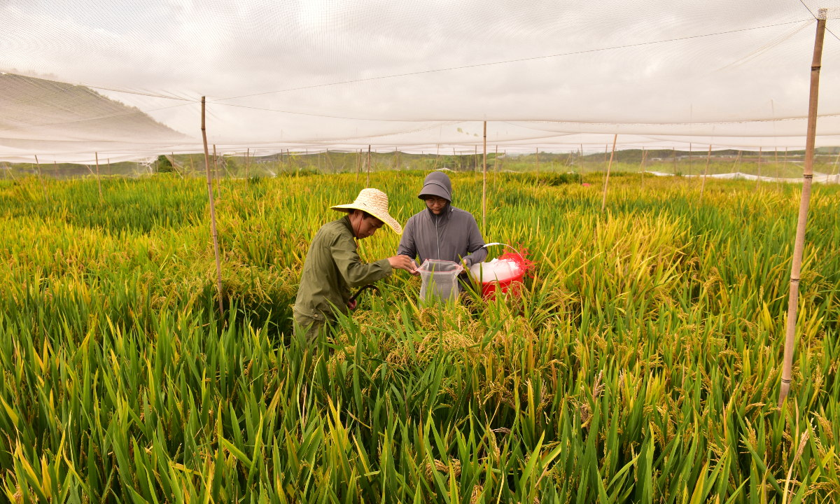 Chinese scientists make a major breakthrough in hybrid rice breeding with the development of 