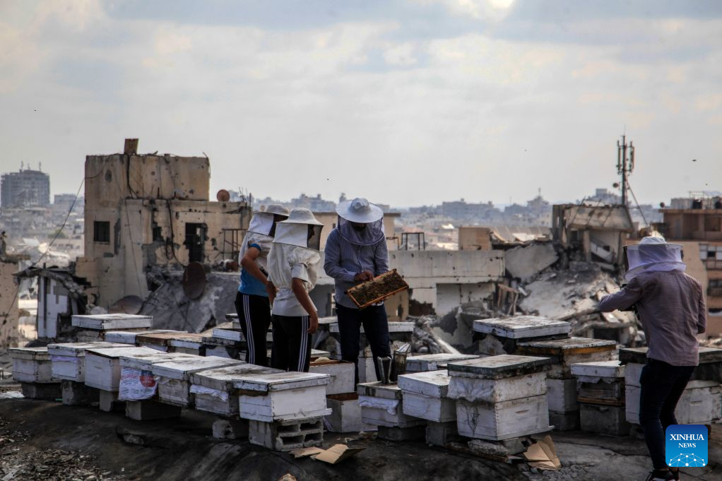 Palestinian beekeeper Ibrahim al-Dabba (C) tends to beehives with his sons on the roof of a destroyed building in Gaza City's Tel al-Hawa area, Aug. 10, 2026. Before the war, al-Dabba owned more than 400 beehives spreading across eastern Gaza. Gaza's Ministry of Agriculture said the war had damaged around 28,400 beehives across the Strip. (Photo by Rizek Abdeljawad/Xinhua)