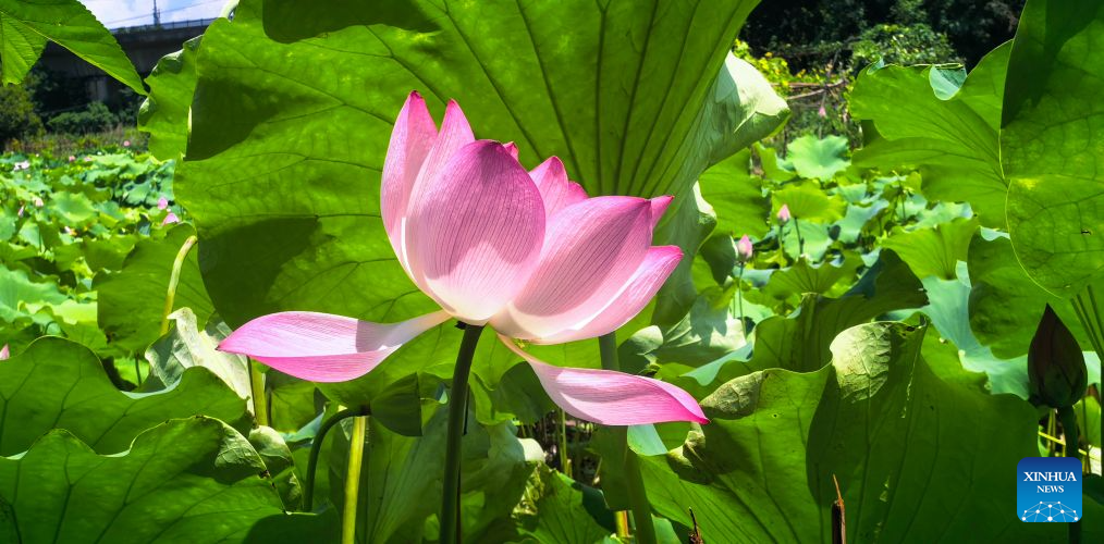 This photo taken on Aug. 8, 2026 shows lotus flowers at the East Lake scenic area in Wuhan, central China's Hubei Province. In early autumn, lotus flowers are in bloom in the East Lake scenic area, which covers 33 square kilometers of water. (Xinhua/Shen Hongbing)