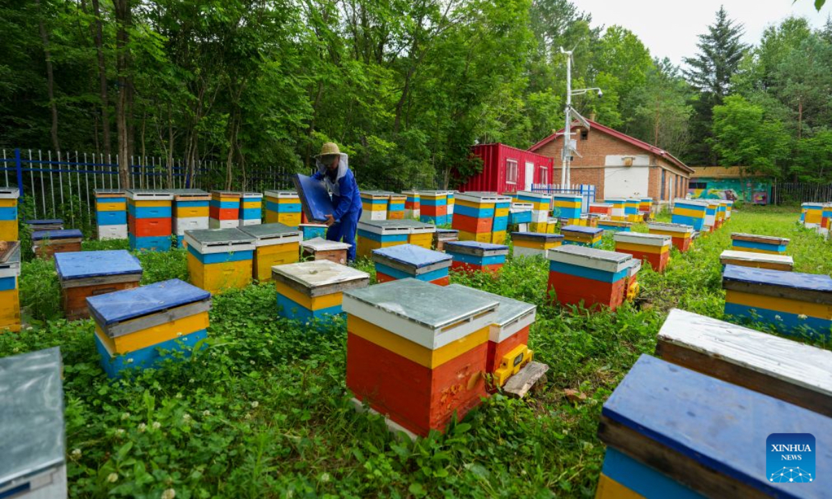A beekeeper checks black bees at an apiary in Raohe County, northeast China's Heilongjiang Province, July 22, 2026. Raohe, a border county in northeast China's Heilongjiang Province, boasts favorable geographical and climatic conditions for raising black honeybees. A national-level nature reserve was set up here in 1997 to conserve the species. Leveraging its unique resource endowments, Raohe has developed the black honeybee industry into its local pillar industry, and is working to upgrade the traditional beekeeping sector to modern brand-focused agriculture. Up to now, the reserve has a total of 42,000 bee colonies, 431 apiaries, and 1,300 people involved in the beekeeping sector. The combined brand value of local bee products including honey, royal jelly and propolis has exceeded 1.488 billion yuan (219.7 million U.S. dollars). (Xinhua/Wang Song)