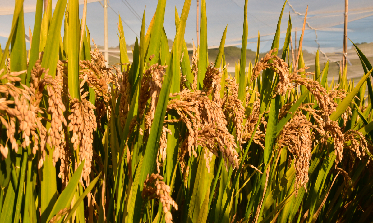 Chinese scientists make a major breakthrough in hybrid rice breeding with the development of 