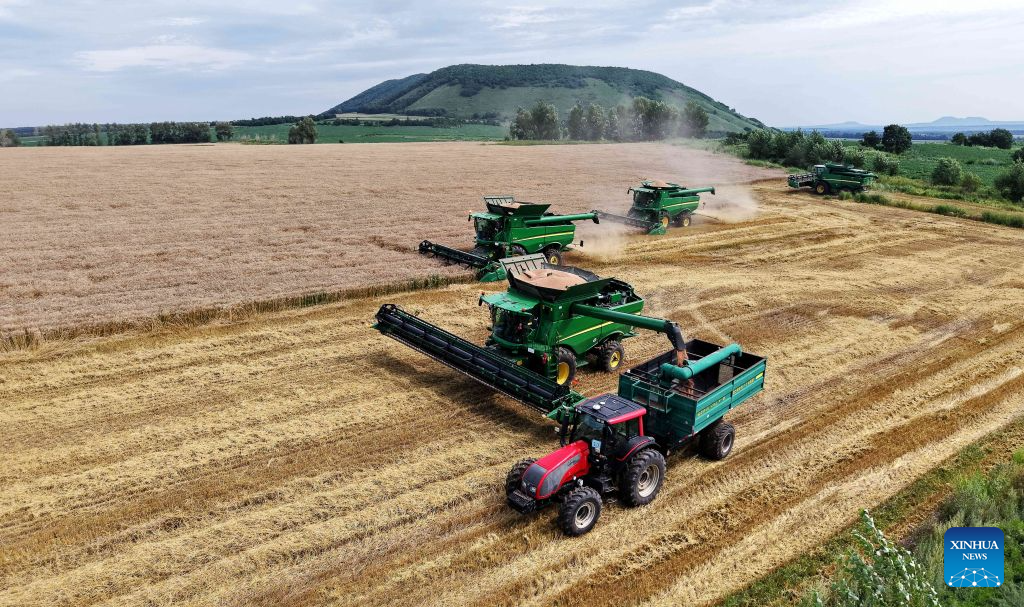 An aerial drone photo taken on Aug. 9, 2026 shows combine harvesters harvesting wheat in the field in Wudalianchi City, northeast China's Heilongjiang Province. (Photo by Lu Wenxiang/Xinhua)