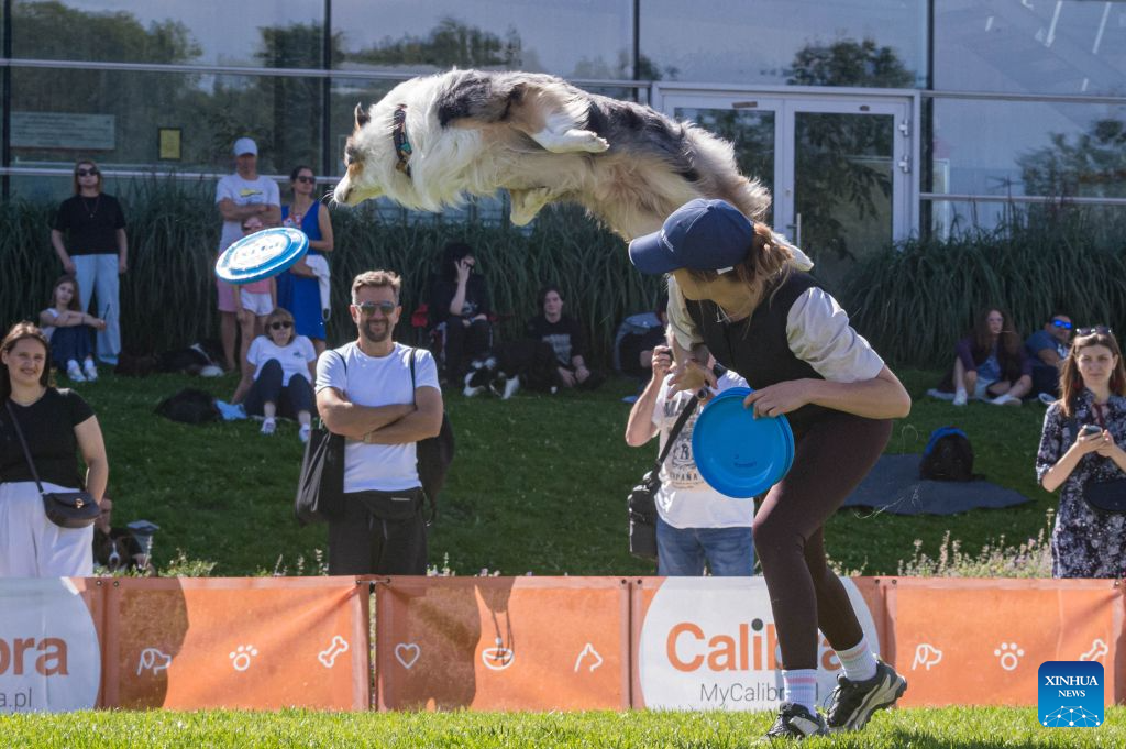 A dog leaps to catch a flying disc during a dog frisbee competition in Warsaw, Poland, Aug. 30, 2026. The event was held from Aug. 28 to 30 at Wilanow Beach in Warsaw. (Photo by Jaap Arriens/Xinhua)