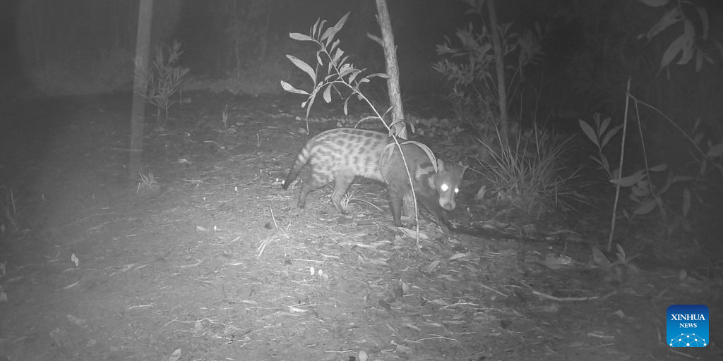 This undated photo shows a Large-spotted Civet in Koh Kong province of Cambodia. (Cambodian Ministry of Environment/Handout via Xinhua)