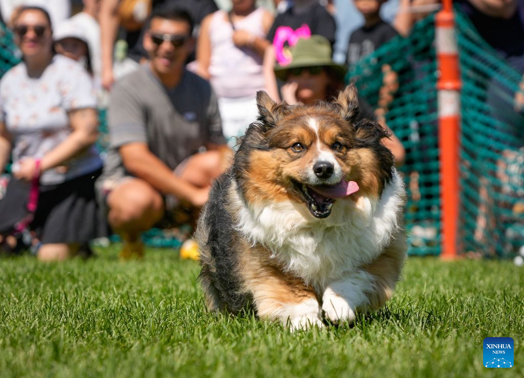 A corgi competes during the BC Fast & Furriest Races at Town Centre Park in Coquitlam, British Columbia, Canada, on Aug. 3, 2026. (Photo by Liang Sen/Xinhua)