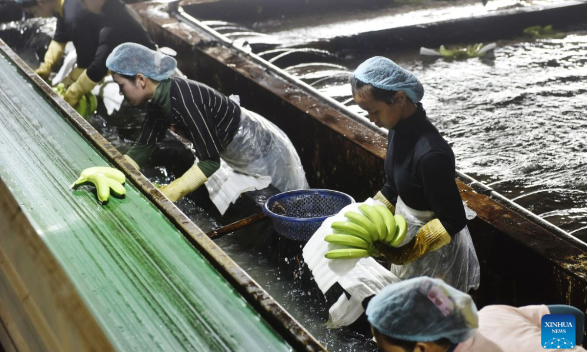 Workers wash fresh bananas at the packing factory of a Chinese-invested banana farm in Oddar Meanchey province, Cambodia on Aug. 30, 2026. (Photo by Van Pov/Xinhua)