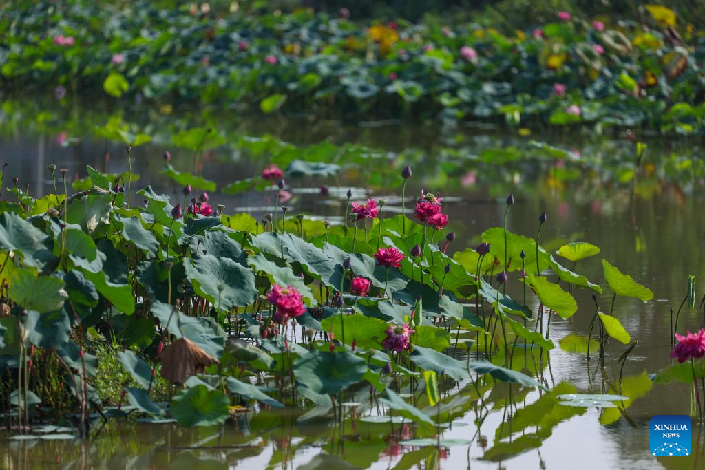 Lotus flowers are pictured at a lotus planting base in Longshui Town, Dazu District in southwest China's Chongqing Municipality, Aug. 11, 2026.
Dazu District in Chongqing has built a booming lotus industry that now generates around 430 million yuan (about 64 million U.S. dollars) annually from fresh-cut flower sales alone, providing a vital source of income for local farmers.
To date, the district's lotus cultivation now spans more than 50,000 mu (about 3,333 hectares), with more than 1,000 varieties. During the harvest season, which runs from May to October, the district produces roughly 90 million stems of cut lotus flowers. (Xinhua/Huang Wei)
