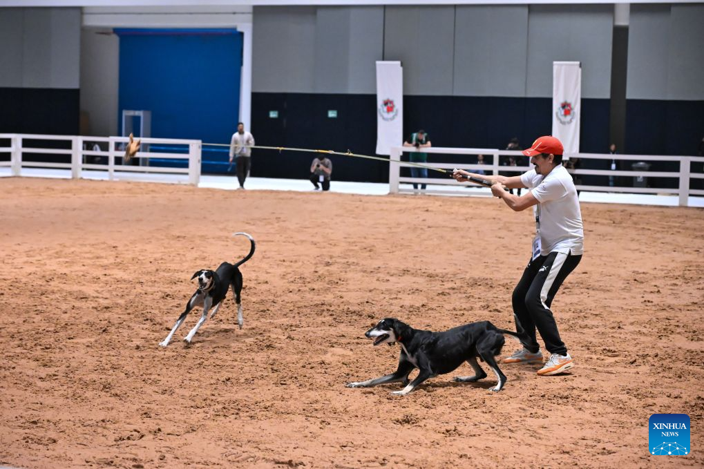 A staff member displays behaviors of dogs during the 2026 Abu Dhabi International Hunting and Equestrian Exhibition (ADIHEX) in Abu Dhabi, the United Arab Emirates, Sept. 2, 2026. ADIHEX 2026 is held here from Aug. 28 to Sept. 6. (Xinhua/Wang Zecong)