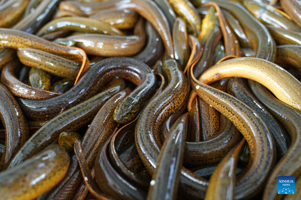 This photo taken on Sept. 16, 2026 shows swamp-eels at a market in Xiantao, central China's Hubei Province. Xiantao is an important hub of the swamp-eel breeding industry in China. (Xinhua/Lu Jinbo)