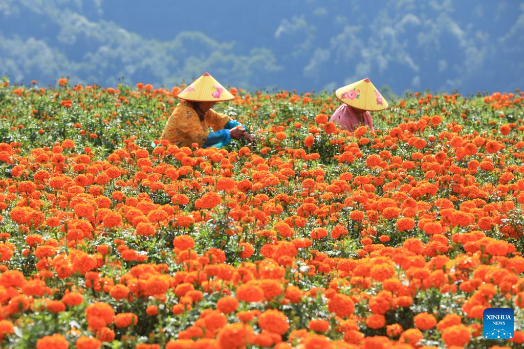 Farmers harvest marigold flowers in Tengchong, southwest China's Yunnan Province, Sept. 7, 2026. Farmers are busy with farm work around White Dew (Bailu), one of the 24 solar terms meaning dew curdles and the start to get cold. (Photo by Gong Zujin/Xinhua)