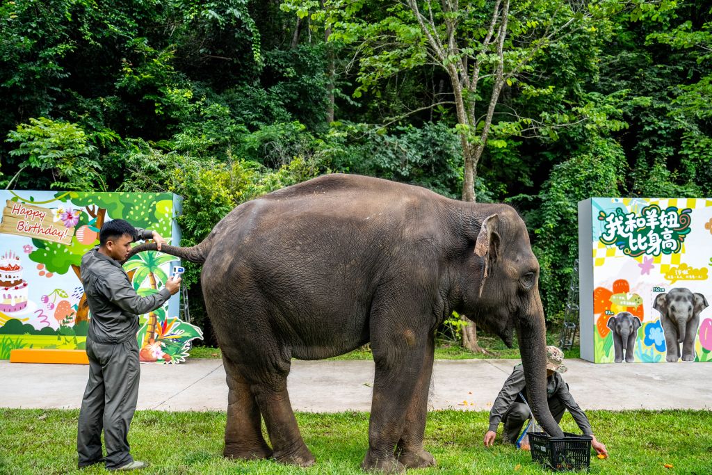 A breeder conducts a physical check for Yangniu, a rescued Asian elephant, at the Asian Elephant Breeding and Rescue Center in Xishuangbanna Dai Autonomous Prefecture, southwest China's Yunnan Province, Aug. 12, 2026. The Asian Elephant Breeding and Rescue Center in Xishuangbanna celebrated the birthday of Asian elephant Yangniu on Wednesday on the occasion of World Elephant Day. Since it was rescued 11 years ago, Yangniu has been taken good care of by full-time breeders. (Xinhua/Hu Chao)