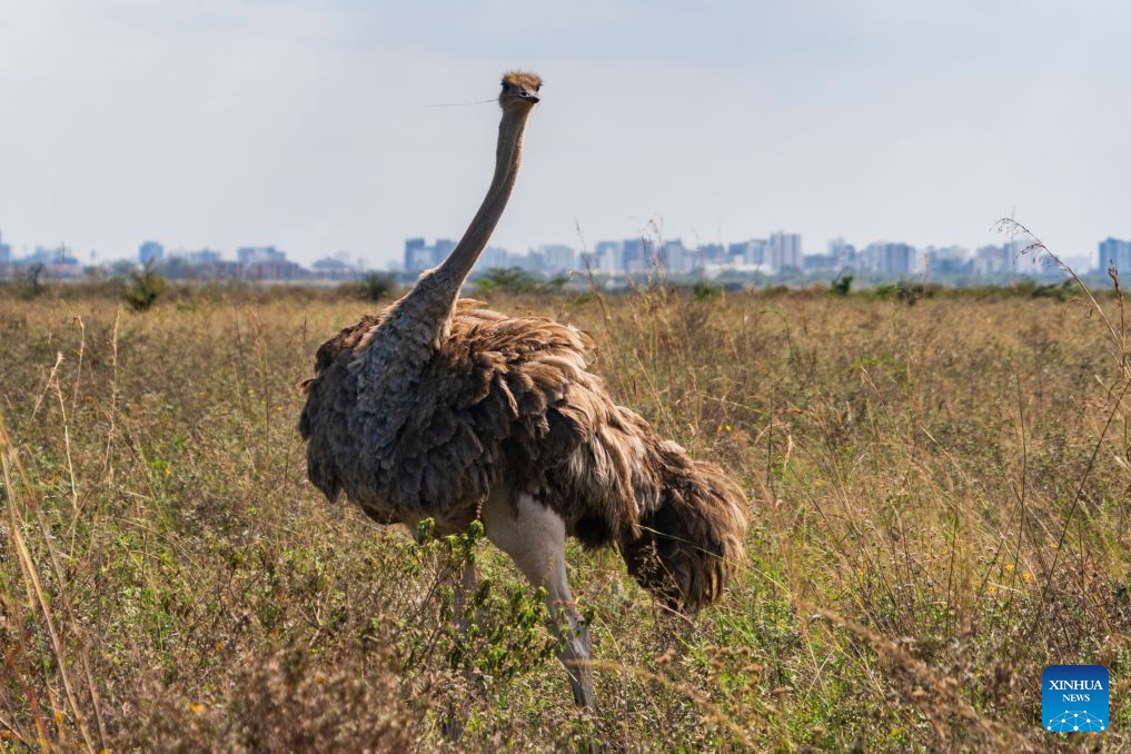 An ostrich is pictured at the Nairobi National Park with city buildings in the distance in Nairobi, capital of Kenya, Aug. 11, 2026. (Xinhua/Xie Jianfei)