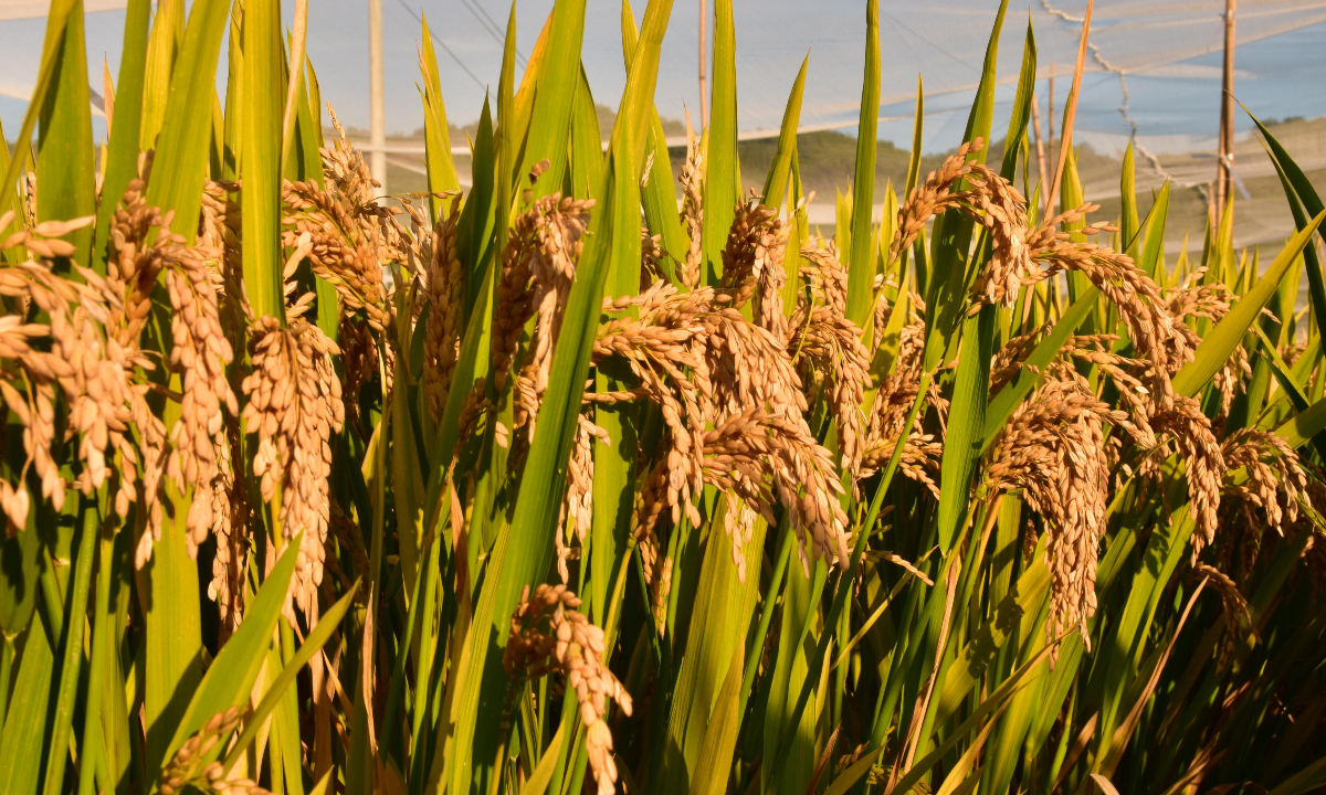 Chinese scientists make a major breakthrough in hybrid rice breeding with the development of “clonal hybrid rice,” which demonstrates 100 percent stable cloning efficiency and normal fertility, enabling hybrid vigor to be permanently passed down through seeds. Photo: Courtesy of Wang Kejian