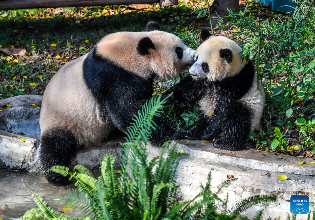Giant pandas cool off by a pool at the Chongqing Zoo in southwest China's Chongqing Municipality, July 23, 2026. The zoo has taken various measures to cool the animals off and to keep them comfortable during the summer heat here. (Xinhua/Tang Yi)