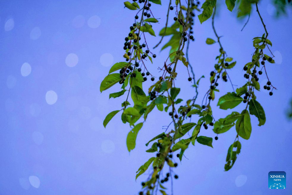 This photo taken on Aug. 7, 2026 shows bird cherries under starry sky in Yichun City, northeast China's Heilongjiang Province. (Photo by Li Jiaxing/Xinhua)