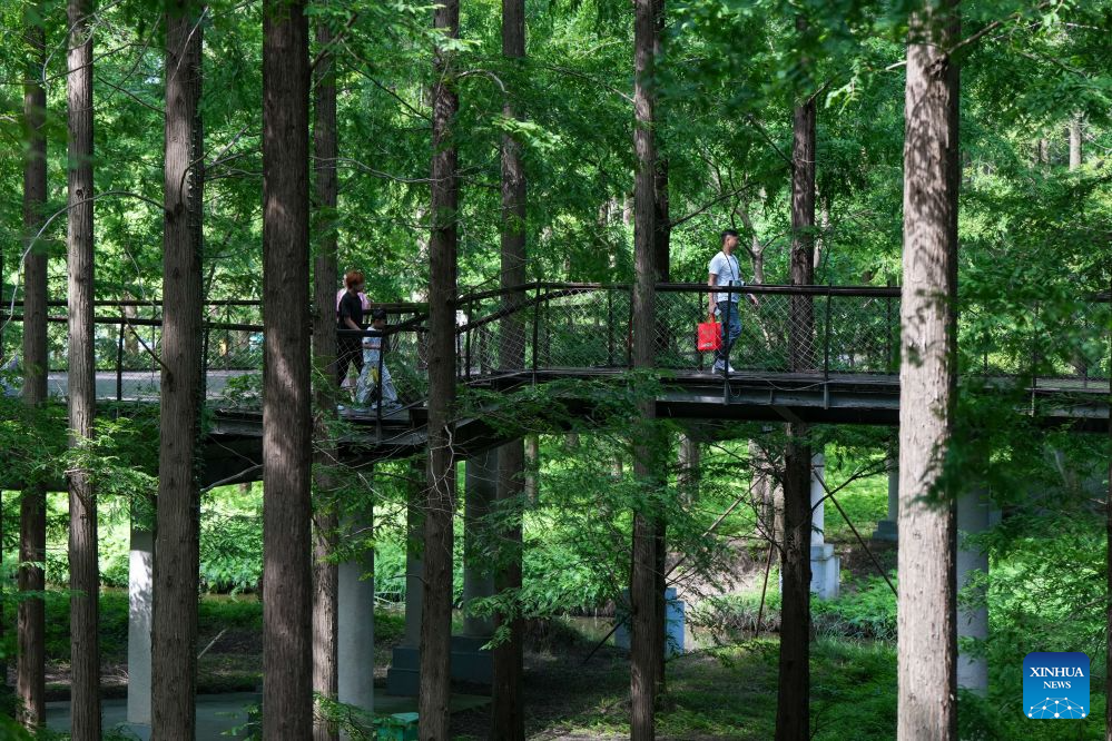 Visitors are pictured at the Dongtai Huanghai Forest Park in Dongtai of Yancheng, east China's Jiangsu Province, on Aug. 16, 2026 (Xinhua/Li Bo)