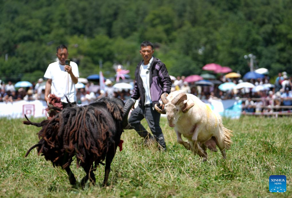 People of the Yi ethnic group take part in a goat fighting competition in Xinhua Village, Yuexi County of southwest China's Sichuan Province, Aug. 3, 2026.(Xinhua/Jiang Hongjing)