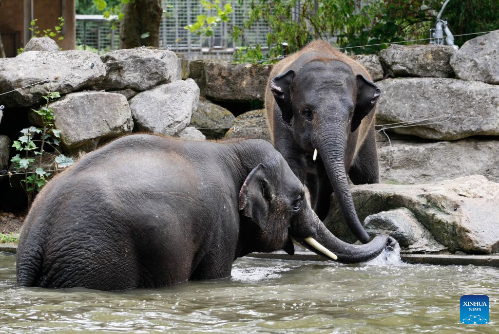 Two elephants drink water in Rotterdam Zoo, the Netherlands, on July 30, 2026. (Xinhua/Shao Haijun)