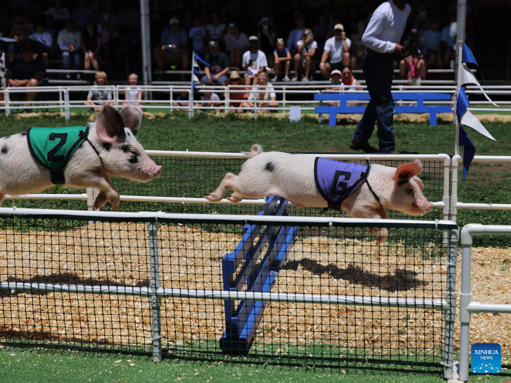 Pigs leap over a hurdle during a pig-racing competition at the Orange County Fair in Costa Mesa, California, the United States, Aug. 1, 2026. (Photo by Qiu Chen/Xinhua)