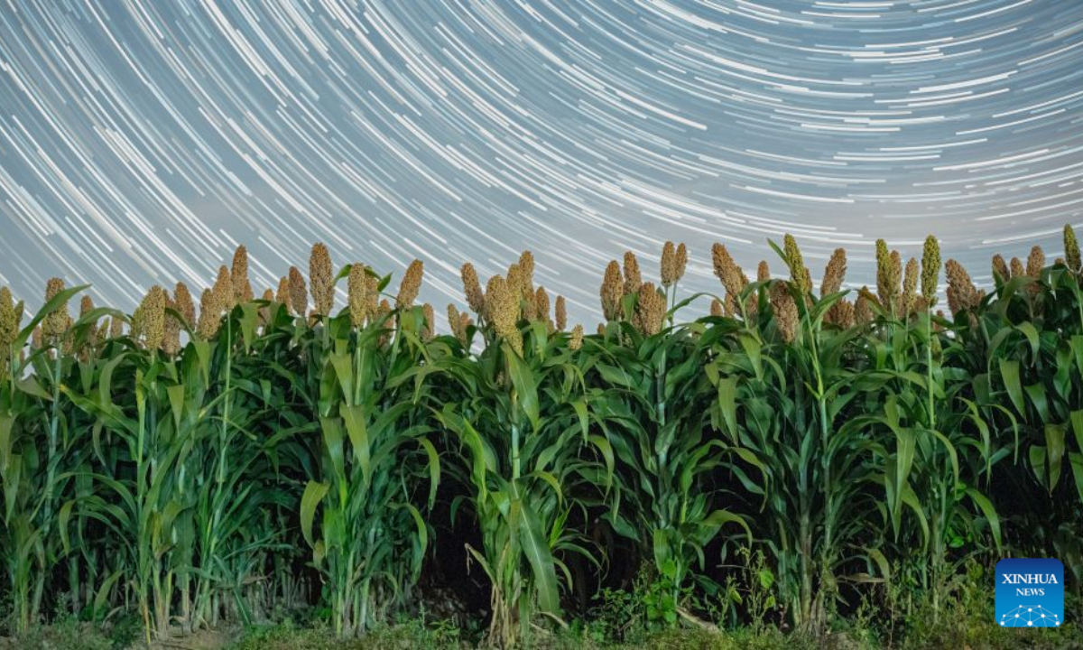 This photo taken on Sept. 16, 2026 shows a sorghum field under the starry sky in Tangyuan County, northeast China's Heilongjiang Province. (Photo by Chen Zhiguo/Xinhua)