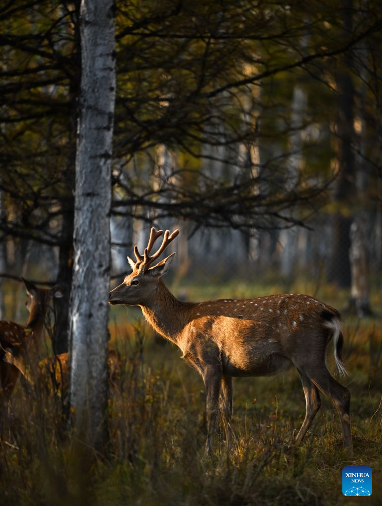 A sika deer is pictured at the Arxan National Forest Park in Arxan of Hinggan League, north China's Inner Mongolia Autonomous Region, Sept. 17, 2026. (Xinhua/Bei He)