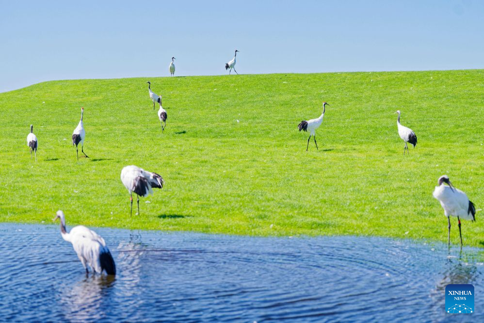 This photo taken on Aug. 13, 2026 shows red-crowned cranes at Zhalong National Nature Reserve in Qiqihar, northeast China's Heilongjiang Province. (Xinhua/Zhang Tao)
