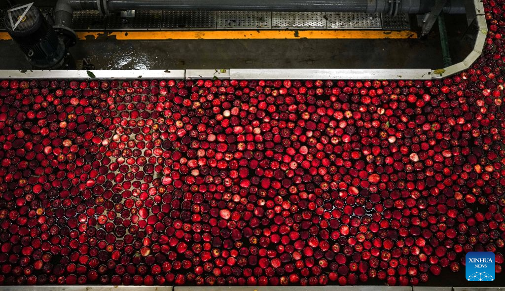 Apples are seen on a sorting line at a fruit company in the Yi-Hui-Miao Autonomous County of Weining, Bijie, southwest China's Guizhou Province, Sept. 5, 2026. Early-ripening apples in the Yi-Hui-Miao Autonomous County of Weining are gradually entering the harvest season. The county has 150,000 mu (about 10,000 hectares) of apple trees bearing fruit, with more than ten apple varieties. The county's apple industry has generated a comprehensive output value of 1.2 billion yuan (about 178.81 million U.S. dollars), boosting the incomes of nearly 100,000 rural households. (Xinhua/Tao Liang)