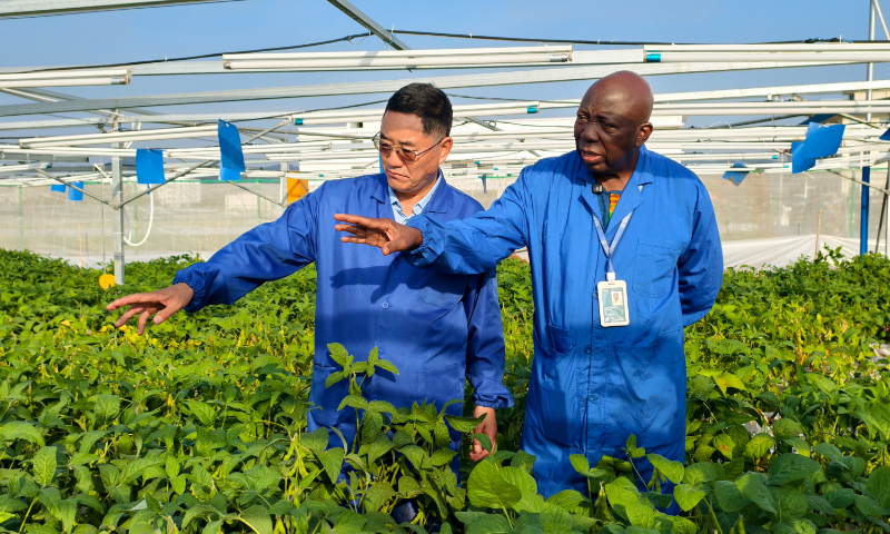 Felix Dapare Dako (right) works at a farmland in Sanya, South China's Hainan Province in 2026. Photo: Courtesy of the National Nanfan Research Institute (Sanya) under the Chinese Academy of Agricultural Sciences