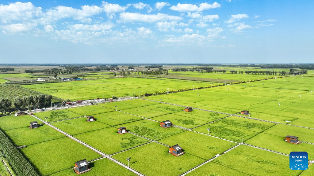 An aerial drone photo taken on Aug. 20, 2026 shows rice fields at Haolibao Town in Jalaid Banner of Hinggan League, north China's Inner Mongolia Autonomous Region. (Xinhua/Bei He)