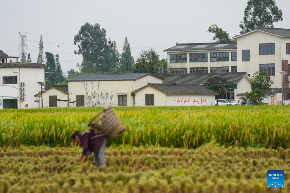 A farmer works at a paddy field in Yongfeng Village of Meishan, southwest China's Sichuan Province, Sept. 14, 2026. Local farmers are making the most of the harvest season, coordinating agricultural machinery to harvest the paddy field. (Xinhua)