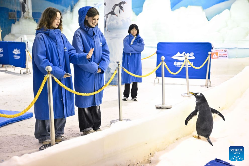 Two staff dancers from Ukraine take a look at a penguin at the snow ocean park of the Sendi Resort in Nantong, east China's Jiangsu Province, Sept. 1, 2026. With their unique charm and outstanding dancing skills, foreign staff dancers have become an attractive part of the Sendi Resort in Nantong. After years of working and living here, they have gradually integrated into local life and fallen in love with the traditional Chinese culture. (Xinhua/Ji Chunpeng)