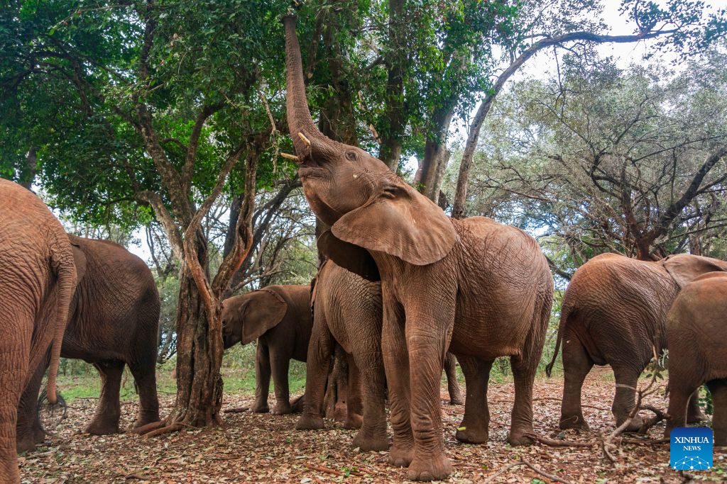 African elephants are pictured at Sheldrick Wildlife Trust's Nairobi Nursery in Nairobi, Kenya, Aug. 11, 2026.

August 12 marks World Elephant Day, an international annual event to bring attention to the threats facing elephants and promote their protection. (Xinhua/Xie Jianfei)