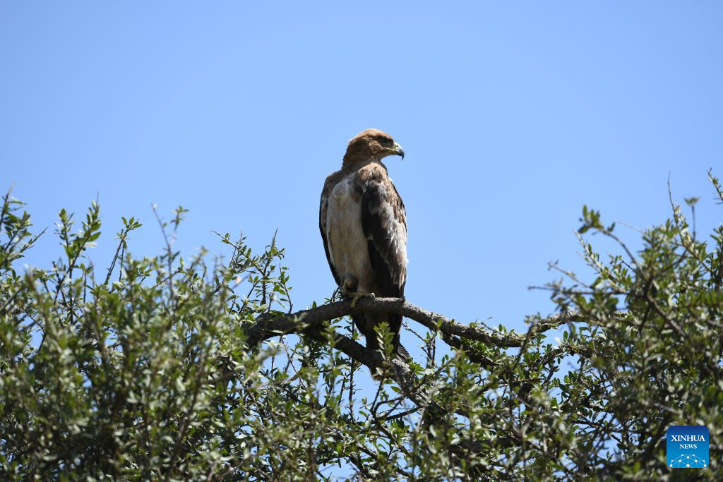 An eagle is seen in the Maasai Mara National Reserve in Narok, Kenya, Aug. 14, 2026. Home to extensive savanna landscapes, abundant wildlife and spectacular natural scenery, Kenya ranks among Africa's major tourism destinations. (Xinhua/Liu Qiong)