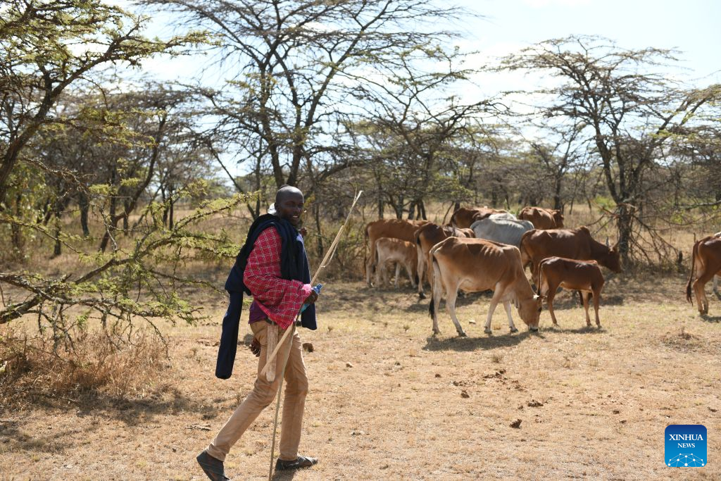 A Maasai villager herds livestock at a village around the Maasai Mara National Reserve in Narok, Kenya, on Aug. 12, 2026.

The Maasai, one of the major tribes in Kenya, are still living a nomadic lifestyle. As local tourism develops, Maasai people have opened their villages to tourists to increase their income. (Xinhua/Liu Qiong)