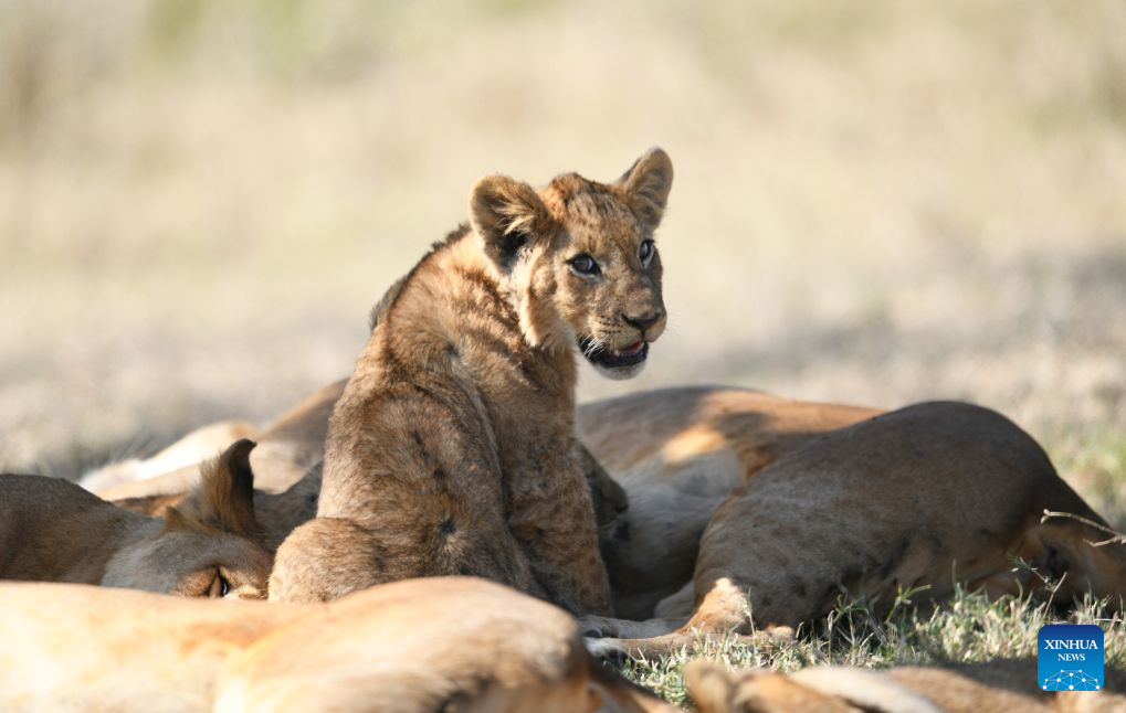 A lion cub is pictured in the Lake Nakuru National Park in the Great Rift Valley, Nakuru County, Kenya, Aug. 26, 2026. Home to extensive savanna landscapes, abundant wildlife and spectacular natural scenery, Kenya ranks among Africa's major tourism destinations. (Xinhua/Liu Qiong)