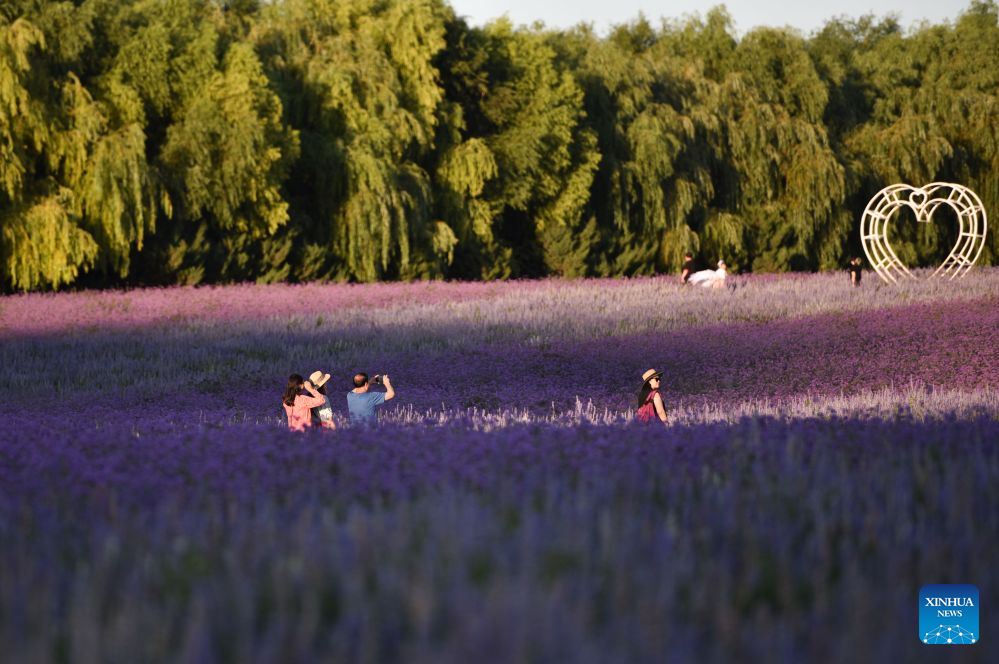 People enjoy themselves at a lavender field in Tongliao City, north China's Inner Mongolia Autonomous Region, Aug. 9, 2026. (Photo by Wu Xiaoying/Xinhua)