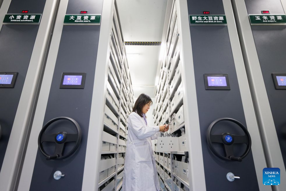 Li Jikai, leader of a germplasm resource collection and preservation project team, inspects newly-collected soybean germplasm resources at National Frigid Zone Crop and Soybean Germplasm Resources Mid-term Bank (Harbin) in Harbin, northeast China's Heilongjiang Province, Sept. 17, 2026. Heilongjiang, China's top grain-producing province, has entered the autumn harvest season. A germplasm resource collection and preservation project team, led by the National Frigid Zone Crop and Soybean Germplasm Resources Mid-term Bank (Harbin), is conducting germplasm collection and research across black soil fields and in laboratories.
Since 2024, the team has collected more than 5,400 crop germplasm resource samples, providing solid scientific and technological support for the high-quality development of Heilongjiang's seed industry. (Xinhua/Zhang Tao)