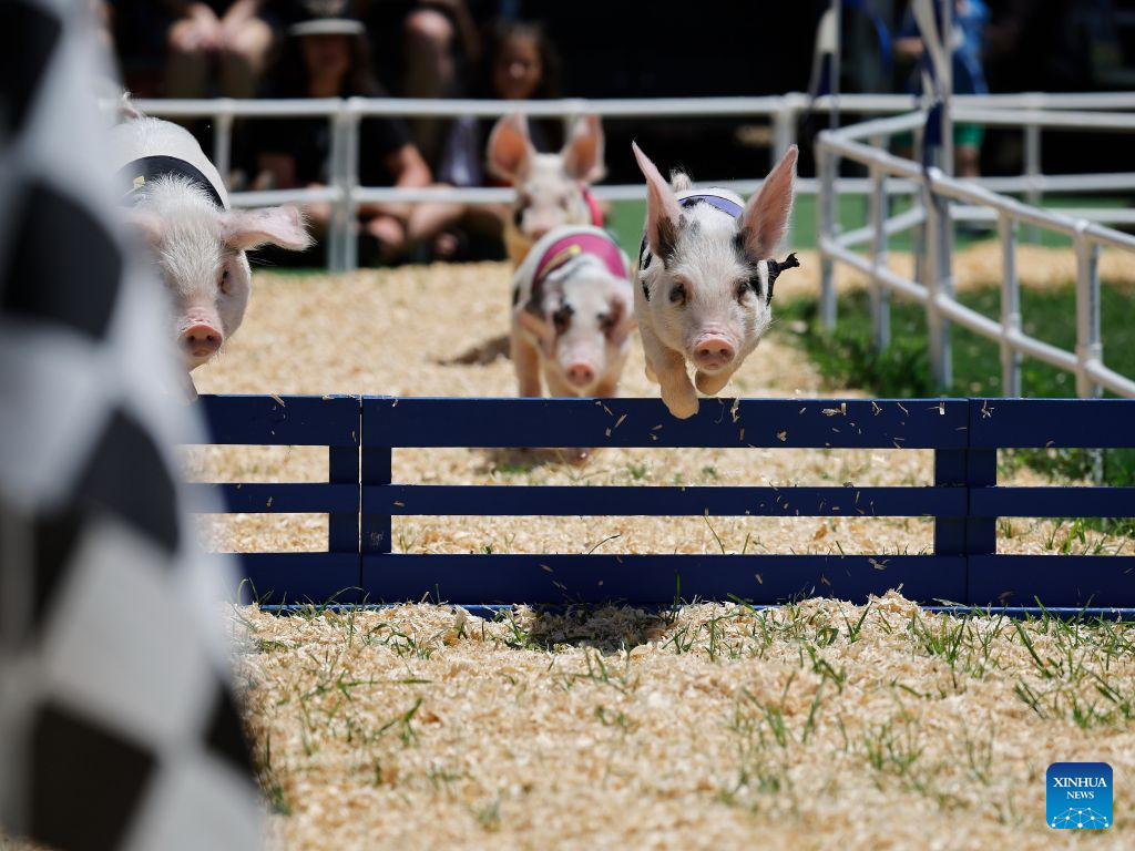 Pigs leap over a hurdle during a pig-racing competition at the Orange County Fair in Costa Mesa, California, the United States, Aug. 1, 2026. (Photo by Qiu Chen/Xinhua)